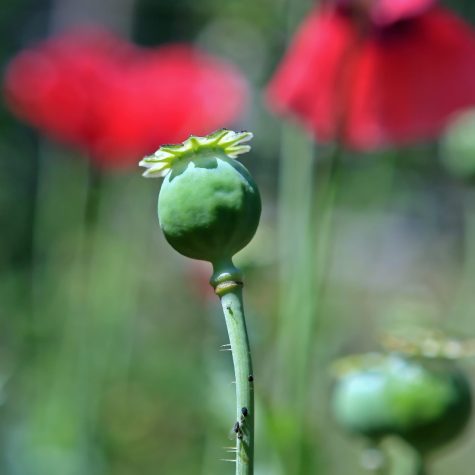 Cómo el Milagro mexicano dio forma al narcotráfico actual