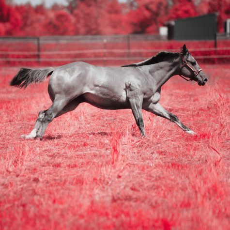 Elogio al camarada Contendros 2