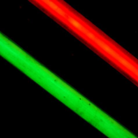 Margo Glantz y el dilema de la memoria