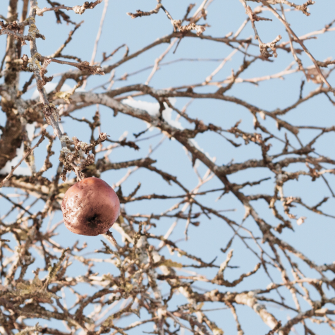 La corrupción y los organismos autónomos (I)