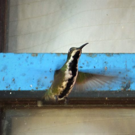 Costa Rica: la solidaridad en riesgo ante una política migratoria regresiva