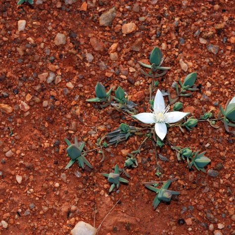 El entierro de (su) Dios en (sus) libros sagrados. Notas sobre la historia conceptual del sionismo cristiano