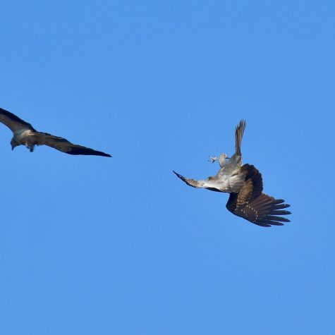 Bloques en disputa y trampas del binarismo: Una lectura de la elección judicial