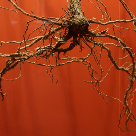 Zohran Mamdani y la política radical