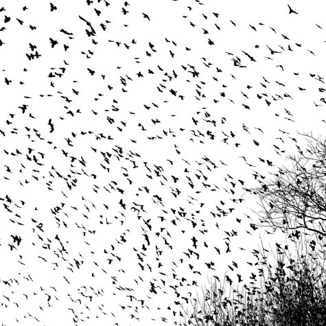 Retorno de viejas preguntas:Discriminación y racismo en la migración de retorno