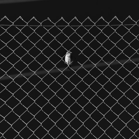 Frente a la IA: la lucha por la autonomía y la libertad