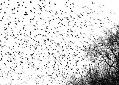 Imagen tomada de Flickr